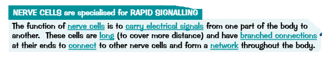 <p>Produces insuline which is involved in the controlling the blood glucose level. </p>