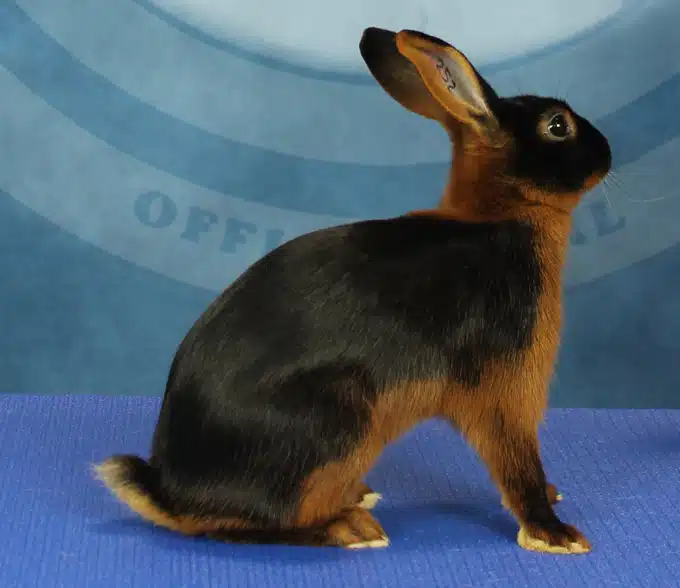 <p>What Breed Am I?</p>