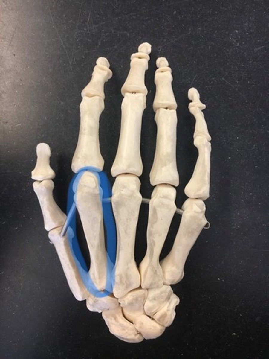 <p>index finger</p>