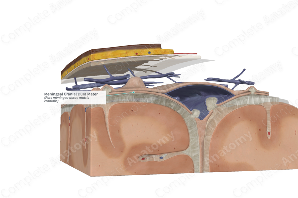 <p>Continuous with the dura of the spinal cord</p>