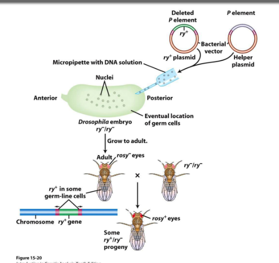 <p>allows for the transfer of any gene of interest to make transgenic flies</p><p>replace transposase gene with marker gene and inject into drosophila embryo</p><p>subject will have rosy- phenotype, but with a successful transposition some of progeny crossed with WT will be rosy wildtype</p>