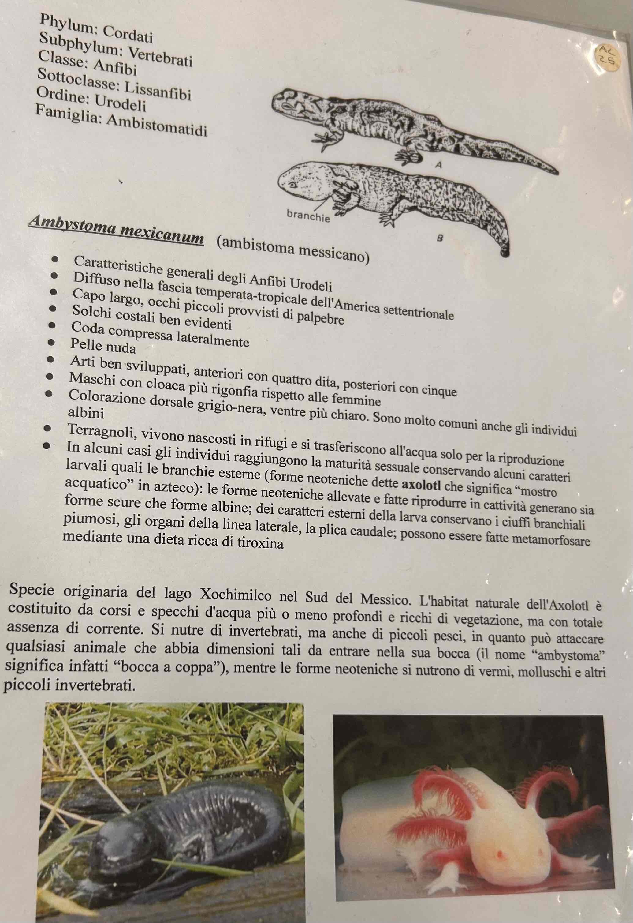 <p>Cordati</p><p style="text-align: start">Vertebrati</p><p style="text-align: start">Gnatostomi</p><p style="text-align: start">Tetrapodi</p><p style="text-align: start">Anfibi</p><p style="text-align: start">Urodeli</p><p style="text-align: start">Ambystoma mexicanum (ambistoma messicano)</p>