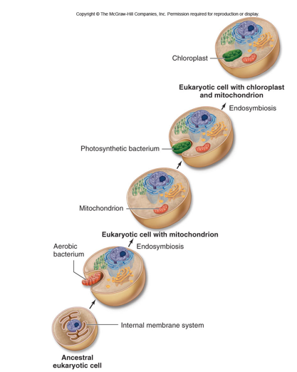 <p>door endosymbiose tussen een ancestrale eukaryoot en een bacterie</p><p>theorie ondersteund door</p><ul><li><p>DNA in mitochondriën en chloroplasten lijken op dat van bacteriën</p></li><li><p>ribosomen in mitochondriën lijken op die van bacteriën</p></li><li><p>repliceren door 2deling (niet via mitos)</p></li><li><p>antibiotica die proteïnen synthese inhiberen in bacteriën doen dat hier ook</p></li></ul><p></p>