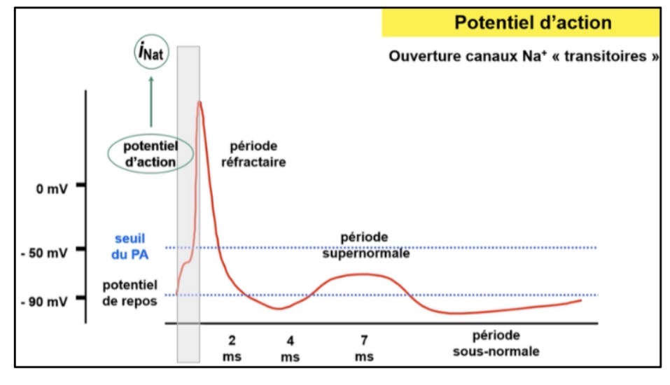 <p>C’est l’activation des canaux Nav rapides avec passage massif d’ions Na+ selon leur gradient de concentration.</p>