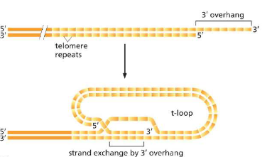 <p>DNA binding proteins that tuck the single stranded 3’ overhang of telomere into the double strand, resulting in a T-loop</p>