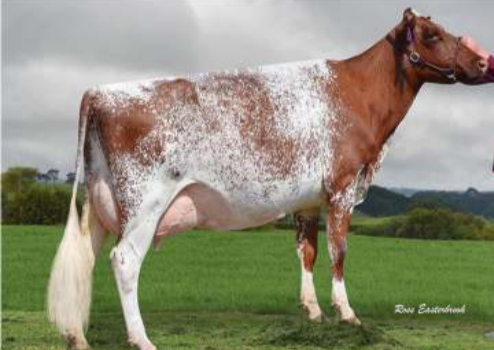 <p>Milking Shorthorn</p>
