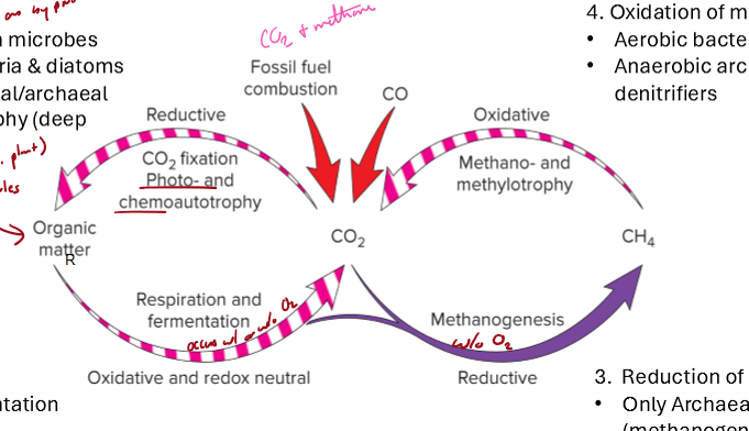 <p>What are the main steps of the carbon cycle?</p>