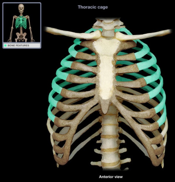 <p>What type of ribs are these?</p>