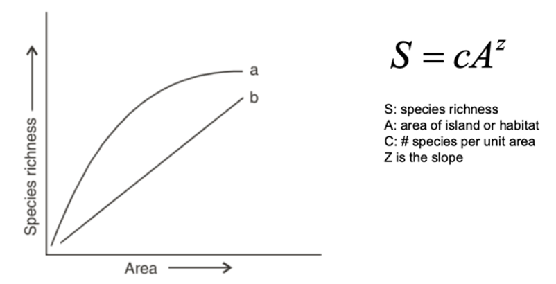 <p>does this equation describe curve A or linear curve B?</p>