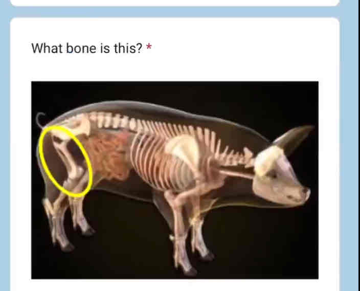 <p>What bone is this</p>