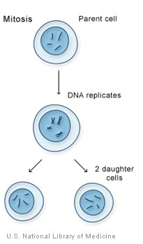 <p>Type of cell division that produces two new (identical) cells.</p>