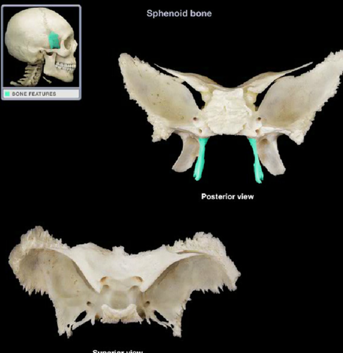 <p>site for tendon attachment, articulates with vomer and palatine processes of sphenoid</p>