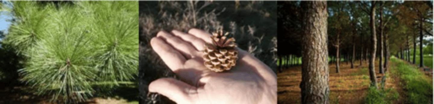 <p>Leaves: Evergreen needles, 4 to 6 inches long, with three somewhat twisted needles per fascicle, yellow-green to green. </p><p>Fruit: Cones are ovoid, 3 - 5" long, light brown in color; umbo is armed with a short, stout prickle; maturing in fall. </p><p>Twig: Orange-brown and moderately stout; buds narrowly ovoid, light gray-brown. </p><p>Bark: Dark and scaly when young, developing red-brown or yellow-brown thick flat plates with deep furrows; sprouts of needles may be present. </p><p>Form: Extremely variable; short and poorly formed on poor sites, but can be a straight, medium sized tree reaching 80' tall on better sites; epicormic sprouting can be seen.</p>