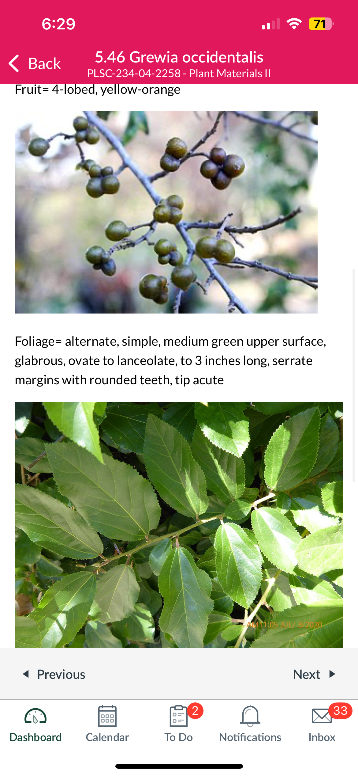 <p>Grewia occidentalis </p>