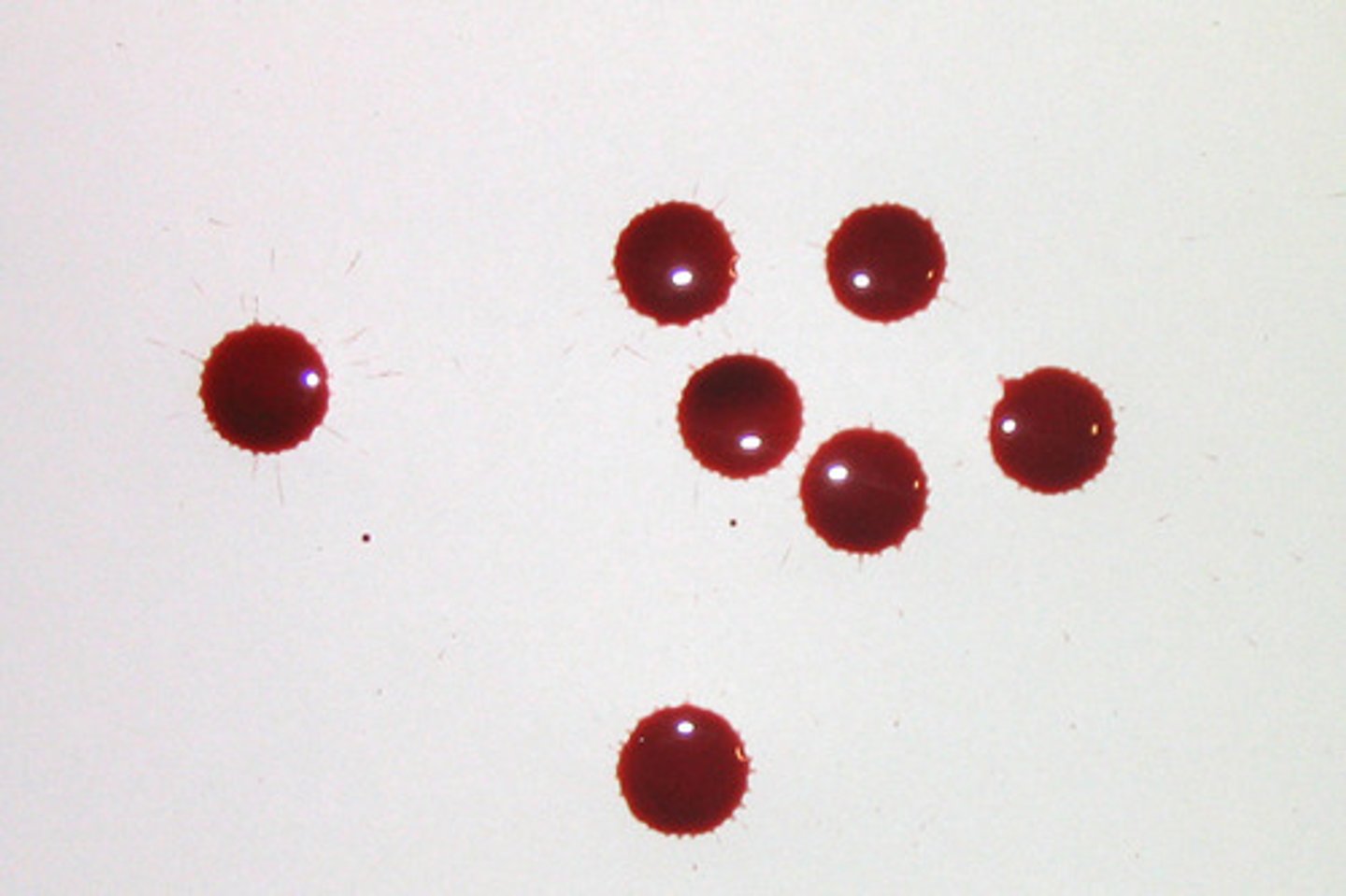 <p>Bloodstain drop(s) created or formed by the force of gravity acting alone.<br><br>DESCRIPTION: <br>This pattern was generated by allowing blood to drip off the tip of a finger approximately 45 cm above the target. The finger was moved slightly between each drop.<br><br>When the blood drop (a sphere) strikes a flat target (a plane) the shape formed on the surface by the blood drop is an ellipse. In cases where the impact angle is 90° the ellipse has the same major and minor axes length which is a circle. Passive drops will vary in shape and size depending on the volume of blood and the surface texture, but will generally be circular.</p>