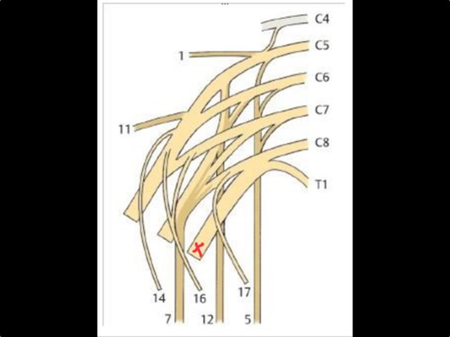knowt flashcard image