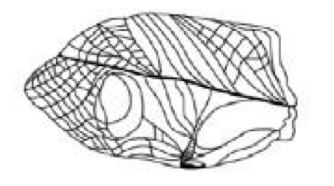 <p>Name what kind of wing this is and and example of the order it is found in</p>