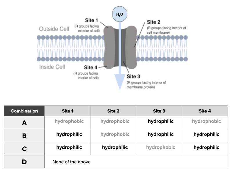 <p>Which combination accurately describes a channel capable of transporting water molecules across a membrane?</p><ul><li><p><span>a. Combination A</span></p></li><li><p><span>b. Combination B&nbsp;</span></p></li><li><p><span>c. Combination C</span></p></li><li><p><span>d. Combination D</span></p></li></ul><p></p>