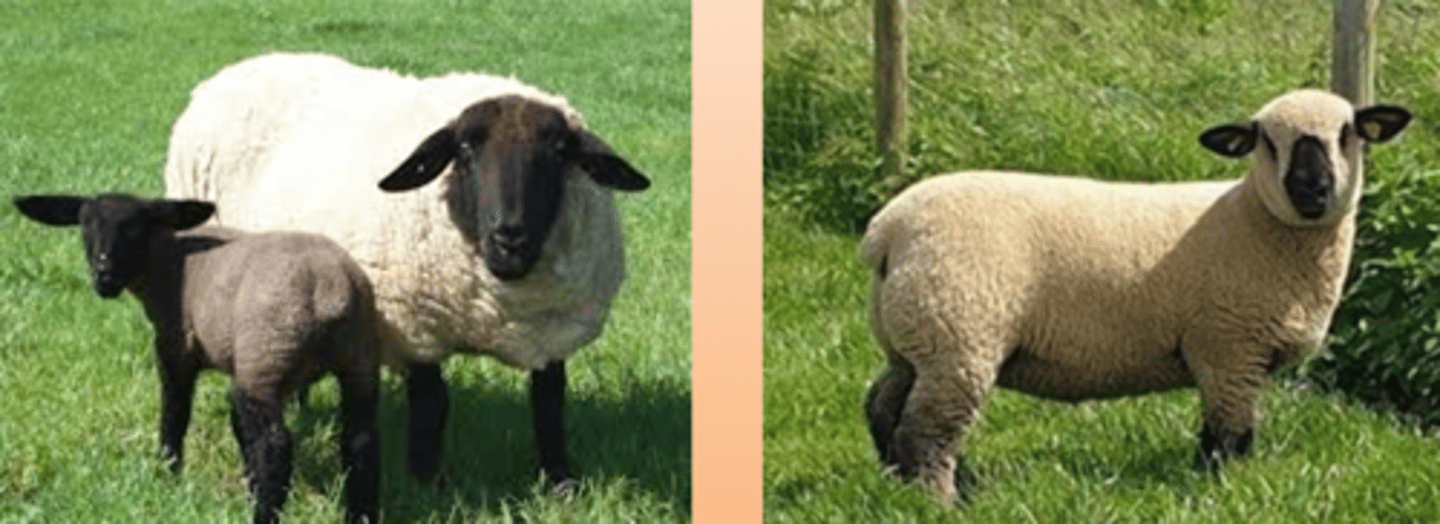 <p>1.Suffolk (left picture)</p><p>2. Hampshire (right picture)</p>