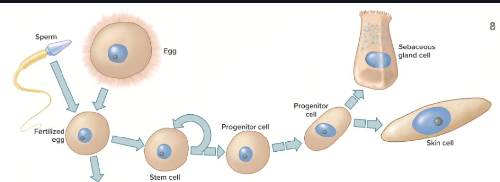 <p><span><span>The path (progenitor cell types) a cell takes from egg to final differentiated form</span></span></p>