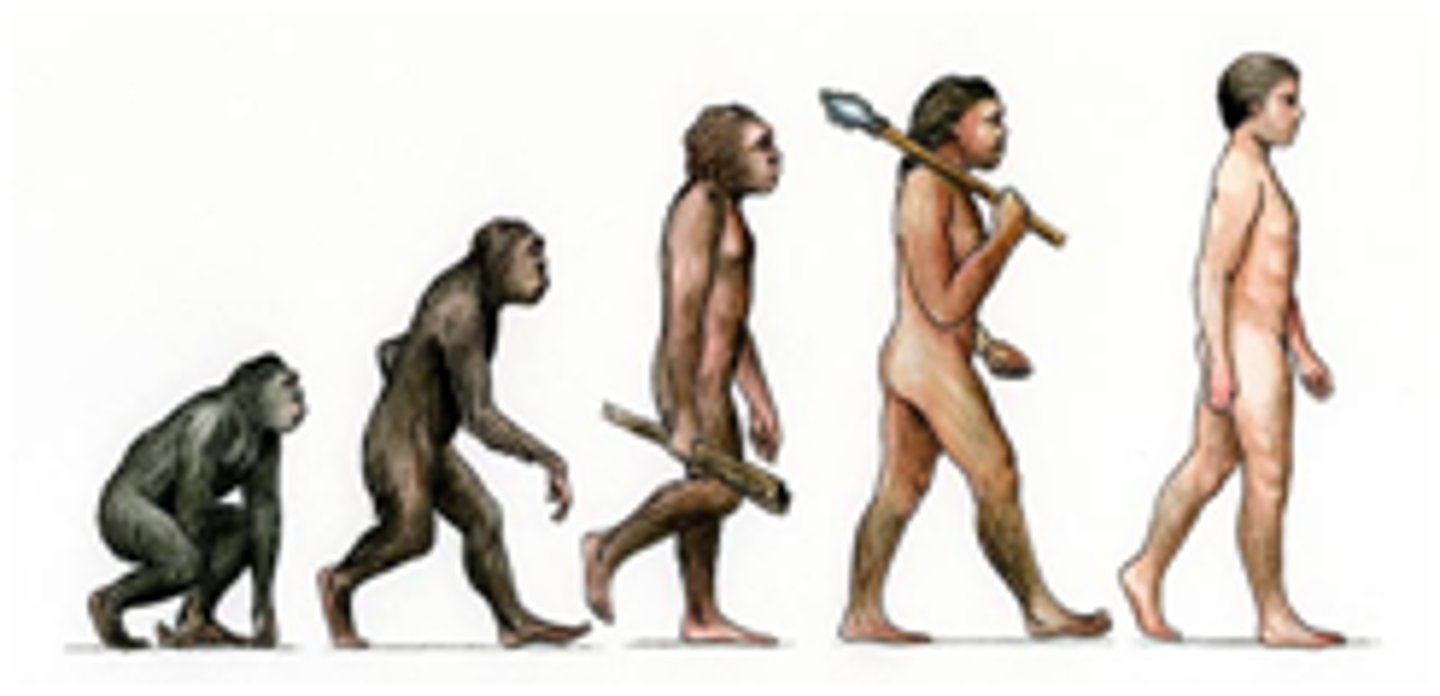 <p>Examines trends/natural selection overtime in regards to traits, mental abilities, and their adaption from generation to generation through observation</p>