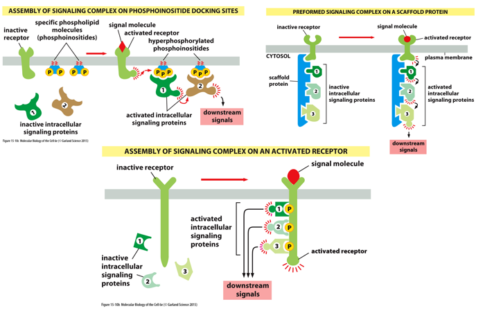 often, a particular kinase phosphorylated many targets

* need to localize a response, make it specific to its own pathway

\
__ways to prevent crosstalk__

* __docking sites__: recruit signal proteins to plasma membrane
* __scaffold proteins__: assemble transduction molecules onto a scaffold, anchor to one location
* __assemble signaling complex on an activated receptor__: binding sites created on receptor when ligand binds