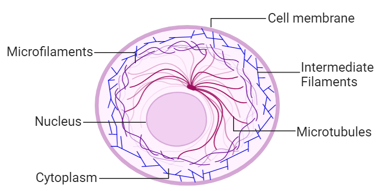 <p>The framework of the cell, made up of microfilaments and microtubules. Provides structural support and helps movement of organelles. Image of full cell.</p>