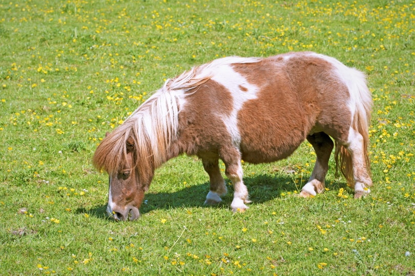 <p><strong>Miniature Horse</strong></p>