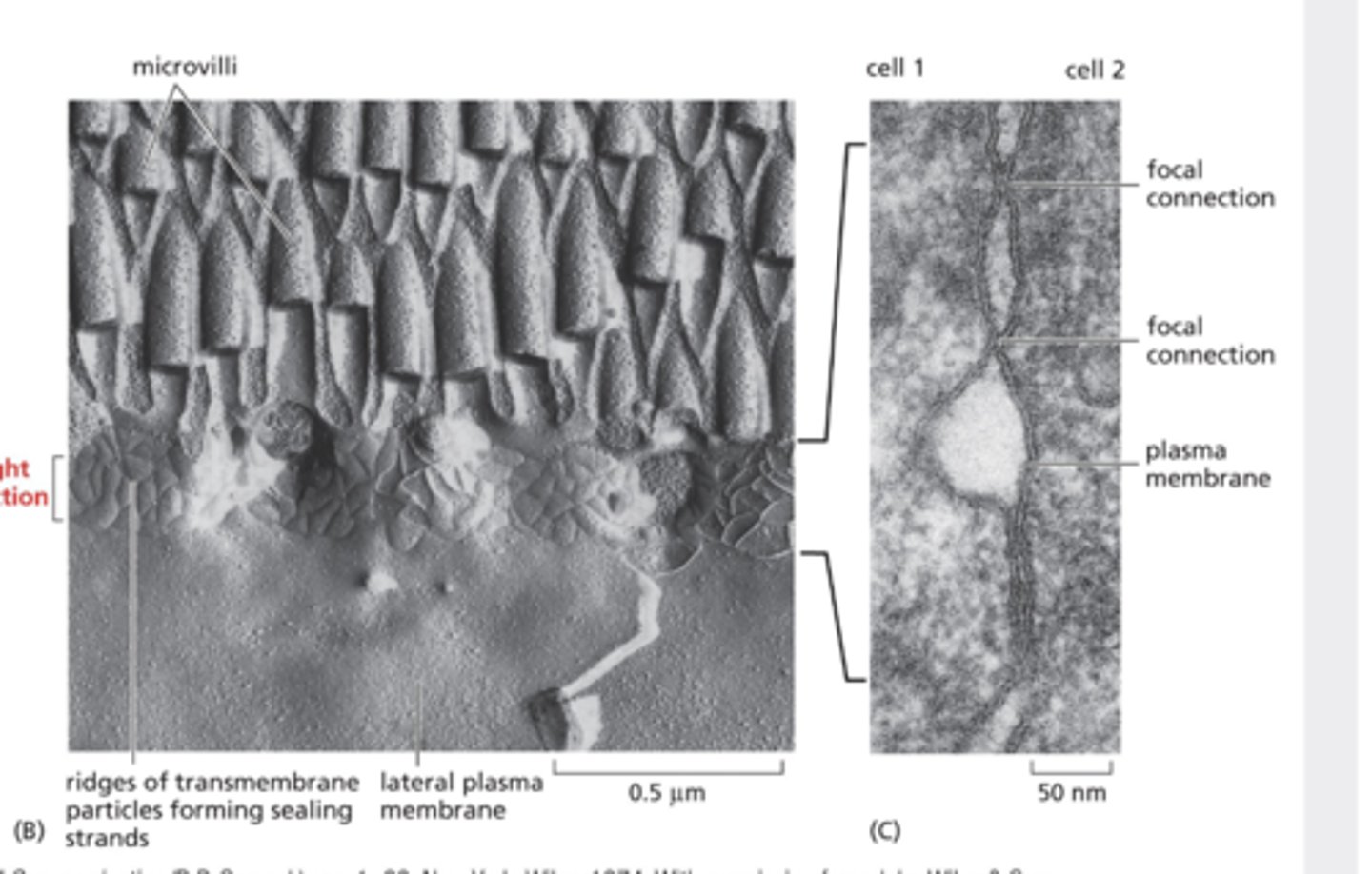<p>freeze-fracture EM asbranching networks of sealing</p><p>--&gt; each strand is composed of a longrow of transmembranehomophilic adhesion proteinsembedded in PM of adjacent cells- extracellular domains of theseadhere directly to one another toocclude intercellular space</p>