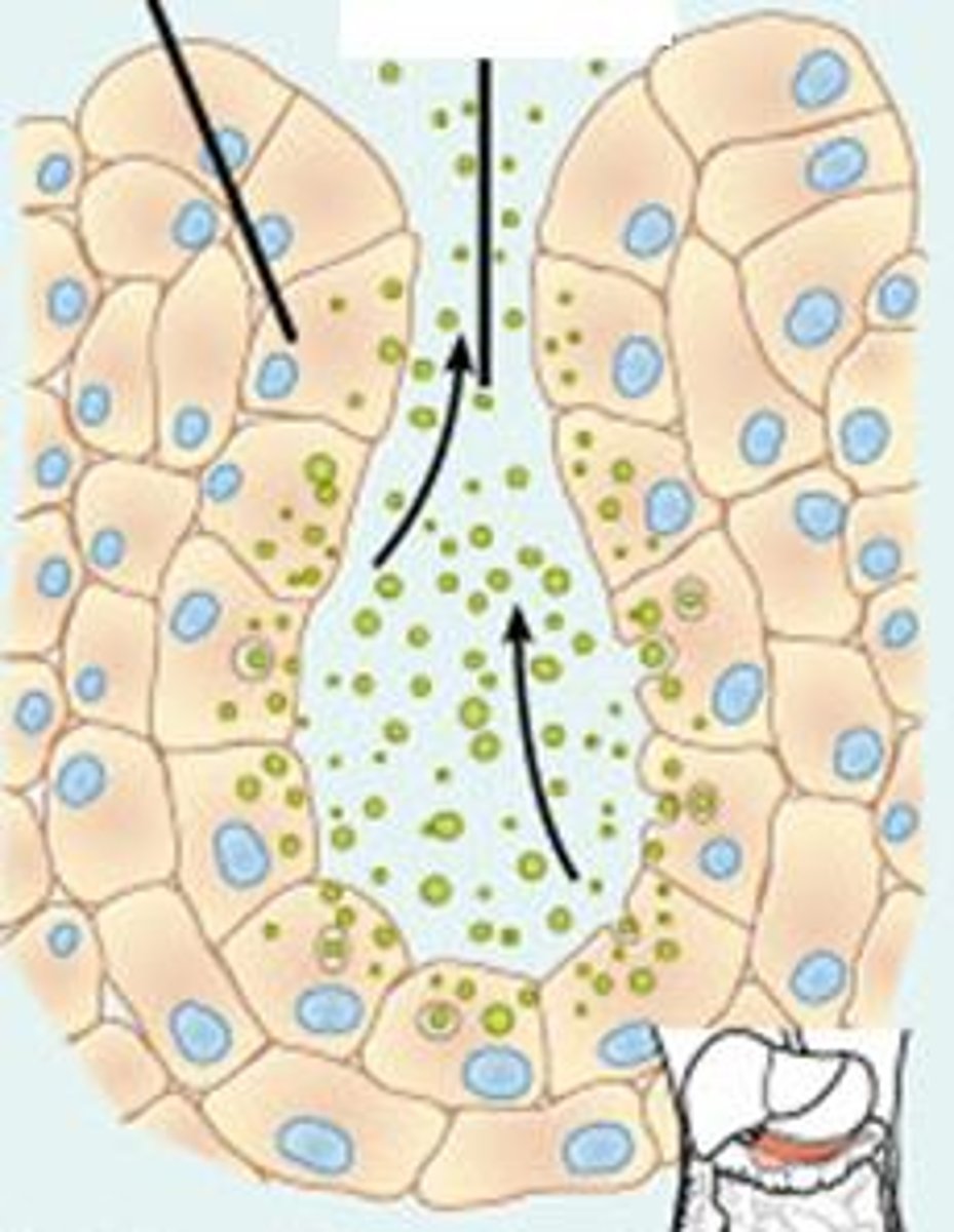 <p>most, secrete products by exocytosis as prodced</p>