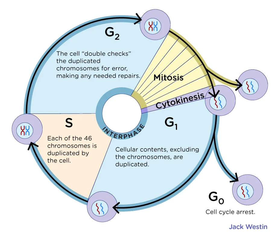 <p>The phase of the cell cycle that includes mitosis and cytokinesis.</p>