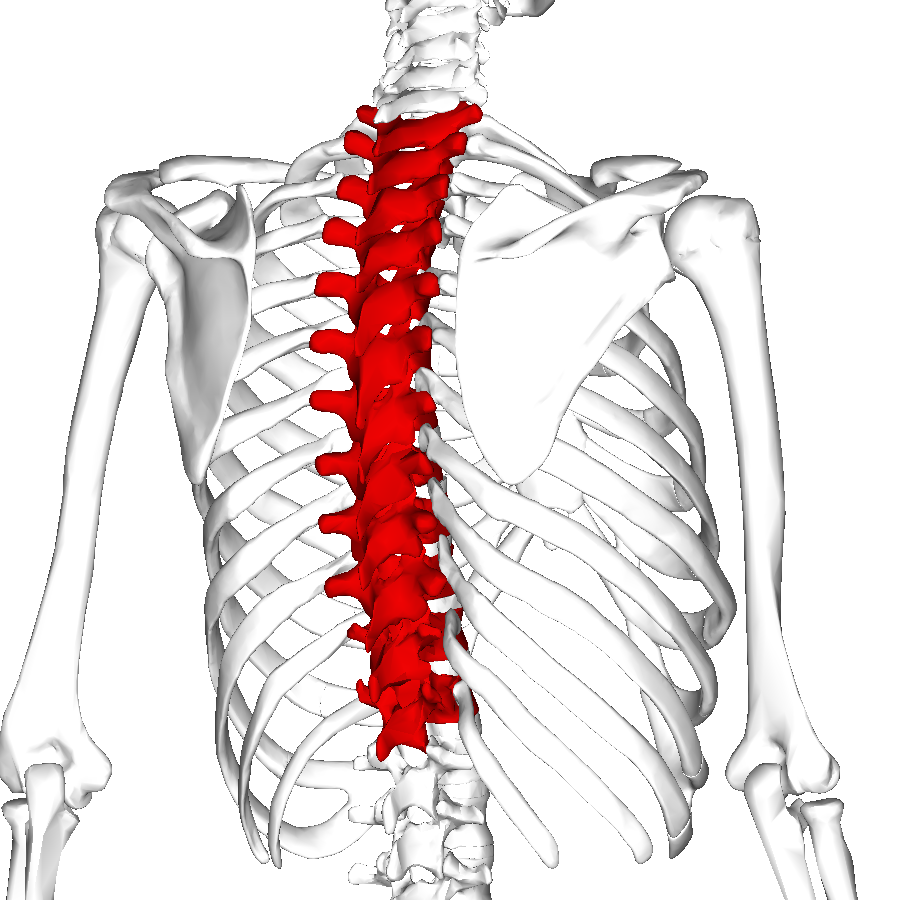 <p>second grouping of vertebrae with 12 (lunch at 12) </p>