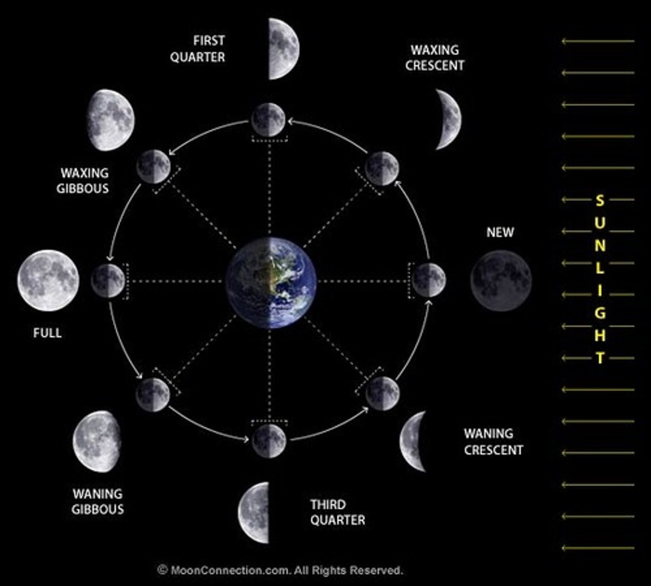 <p>New Moon, Crescent, First Quarter, Gibbous, Full Moon, Last Quarter.</p>