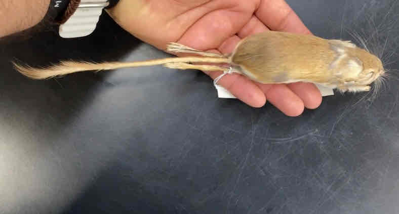 <ul><li><p>order- Rodentia</p></li><li><p>fam- heteromyidae </p></li></ul><p>all heteromyids have a large, furlined cheek puch that opens next to the mouth and extends backwards. small and buffy colored. tail long with a dusky tip. dorsal and ventral stripes normally present. dark facial markings. underparts white. pelage generally silky. hind feet large with four toes. somewhat of a generalist compared to other dipodomys species. herbivorous diet consists almost solely of seeds. skull large with auditory bullae. nocturnal. </p>