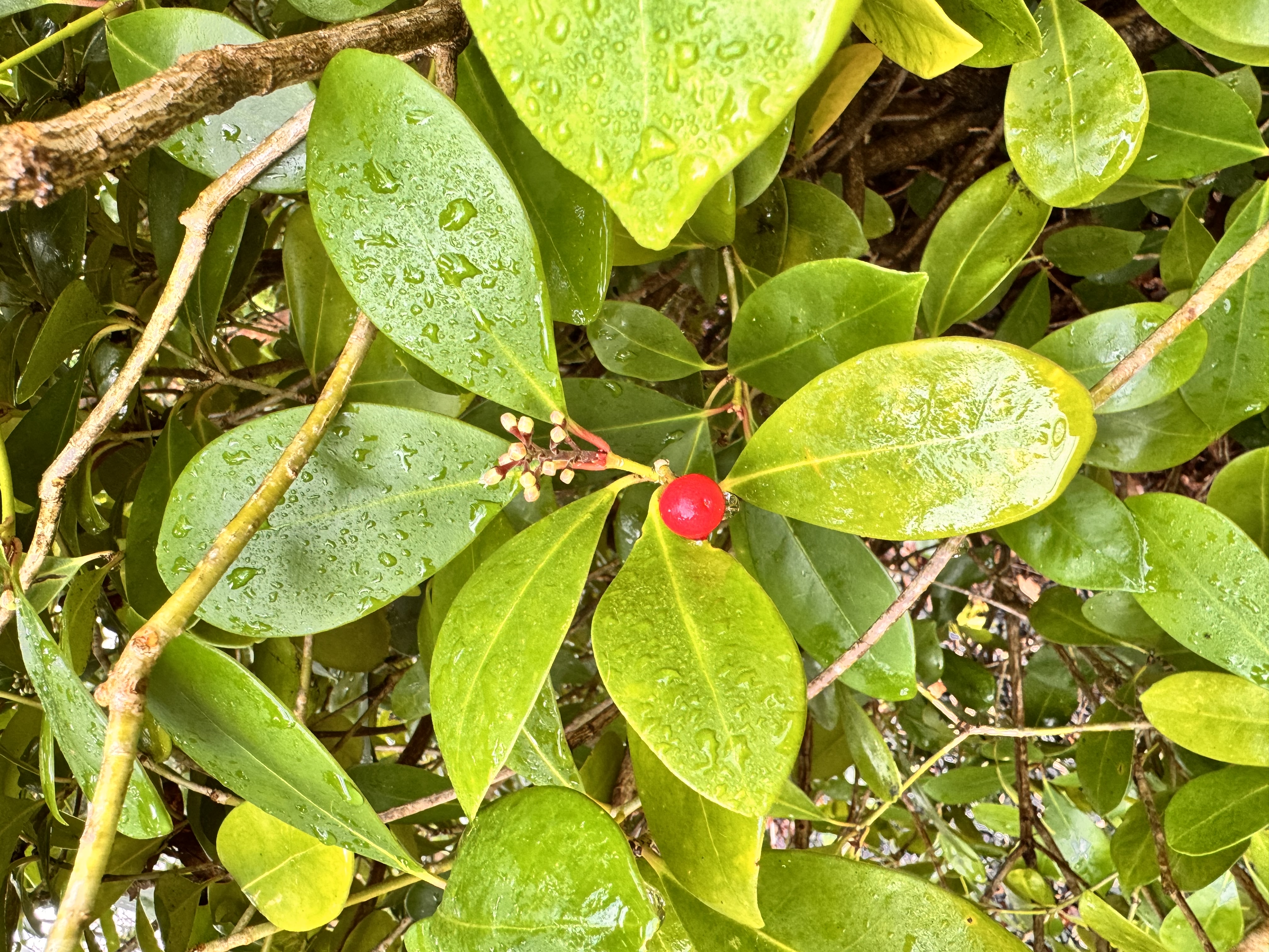 <p>“Japanese skimmia”</p>