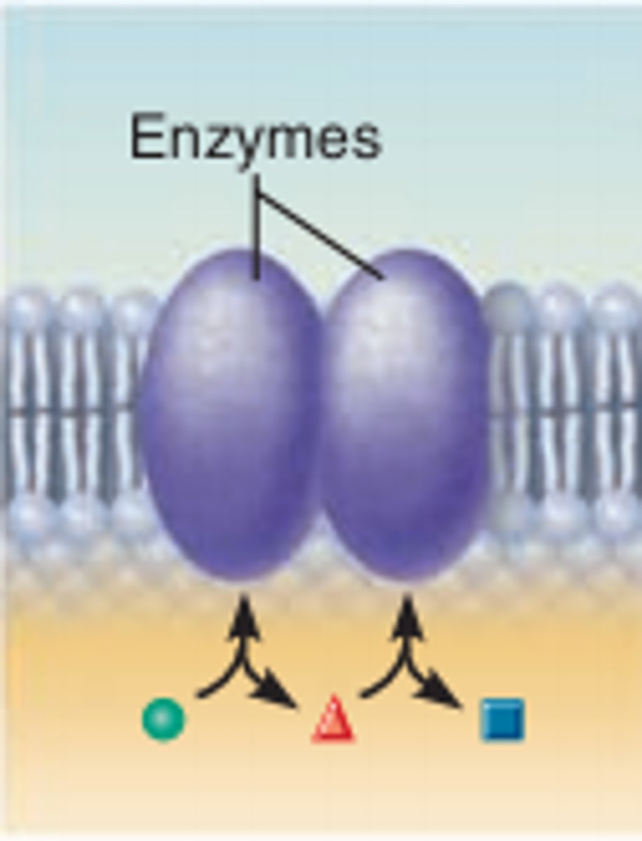 <p>catalyzing a metabolic pathway.</p>