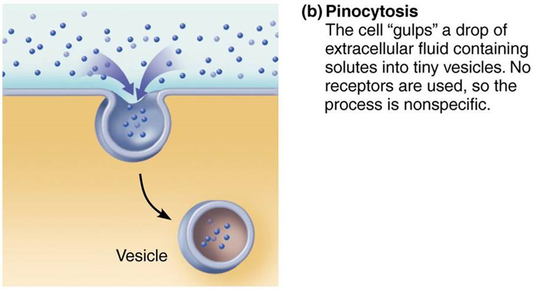 <p>cell 'gulps' a drop of extracellular fluid containing solutes into tiny vesicles</p>