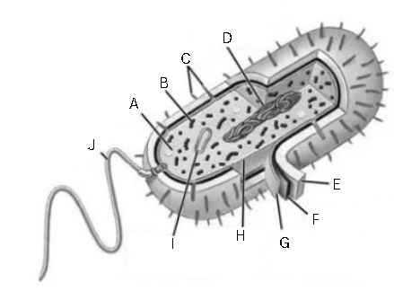 <p>Label and identify this diagram</p>