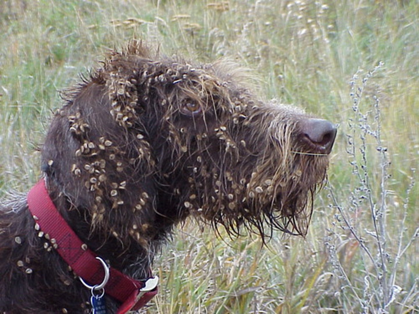 <p>Seeds can be carried longer distances.</p>