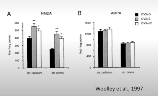 <p>No effect on AMPA receptors. But increases NMDA receptors. In postmenopausal women E treatment will improve cognitive abilities. Note that hippocampus forms long term memory, is crucial for learning, connects memory and emotions (by communicating with amygdala, important for spatial navigation)</p>