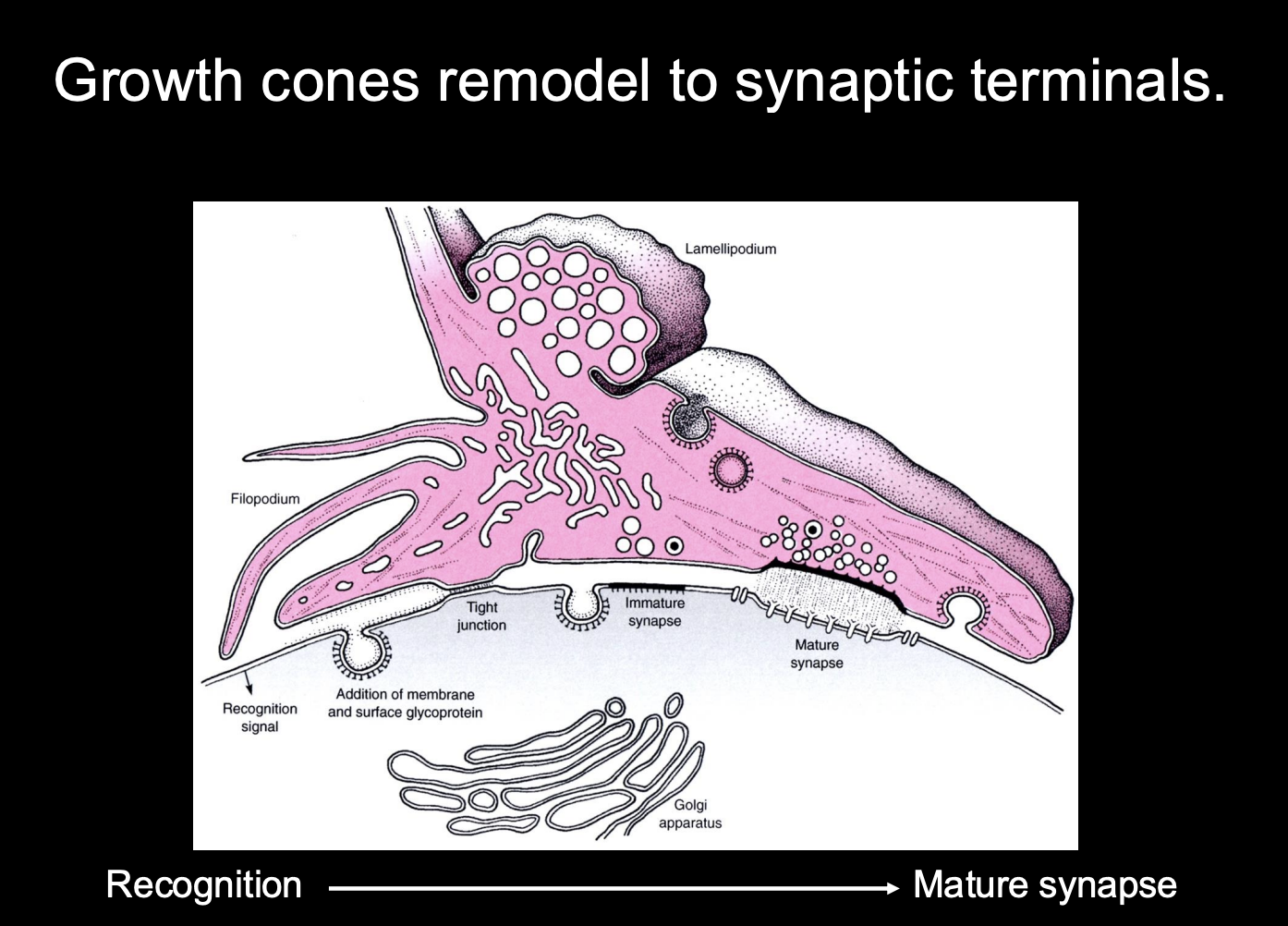 <p><strong>Presynaptic</strong></p><ol><li><p>Growth cone slows down on approaching targets</p></li><li><p>Filopodial explorations recede and growth cone changes to bouton-like shape</p></li><li><p>Growth cone is aligned with postsynaptic specialisations</p></li><li><p>Vesicle release machinery assembles</p></li><li><p>Growth cone can release neurotransmitter in response to electrical stimulation</p></li></ol><p></p>