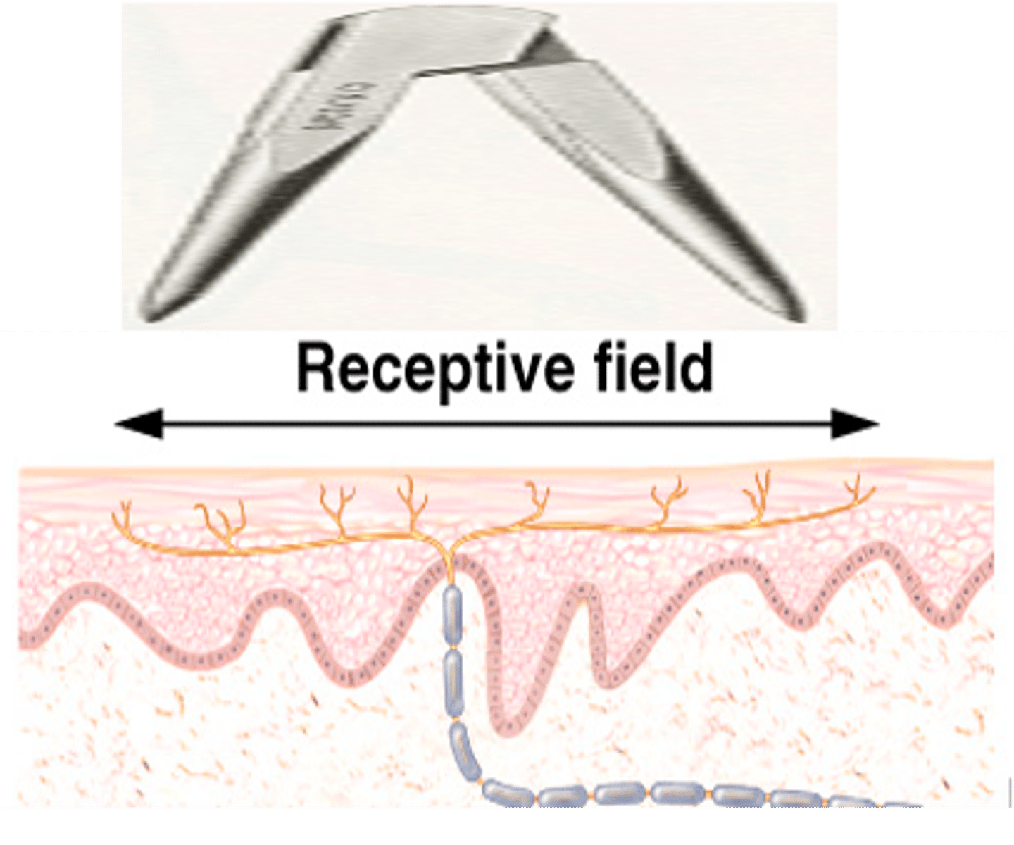 <p>What does each sensory neuron have?</p>