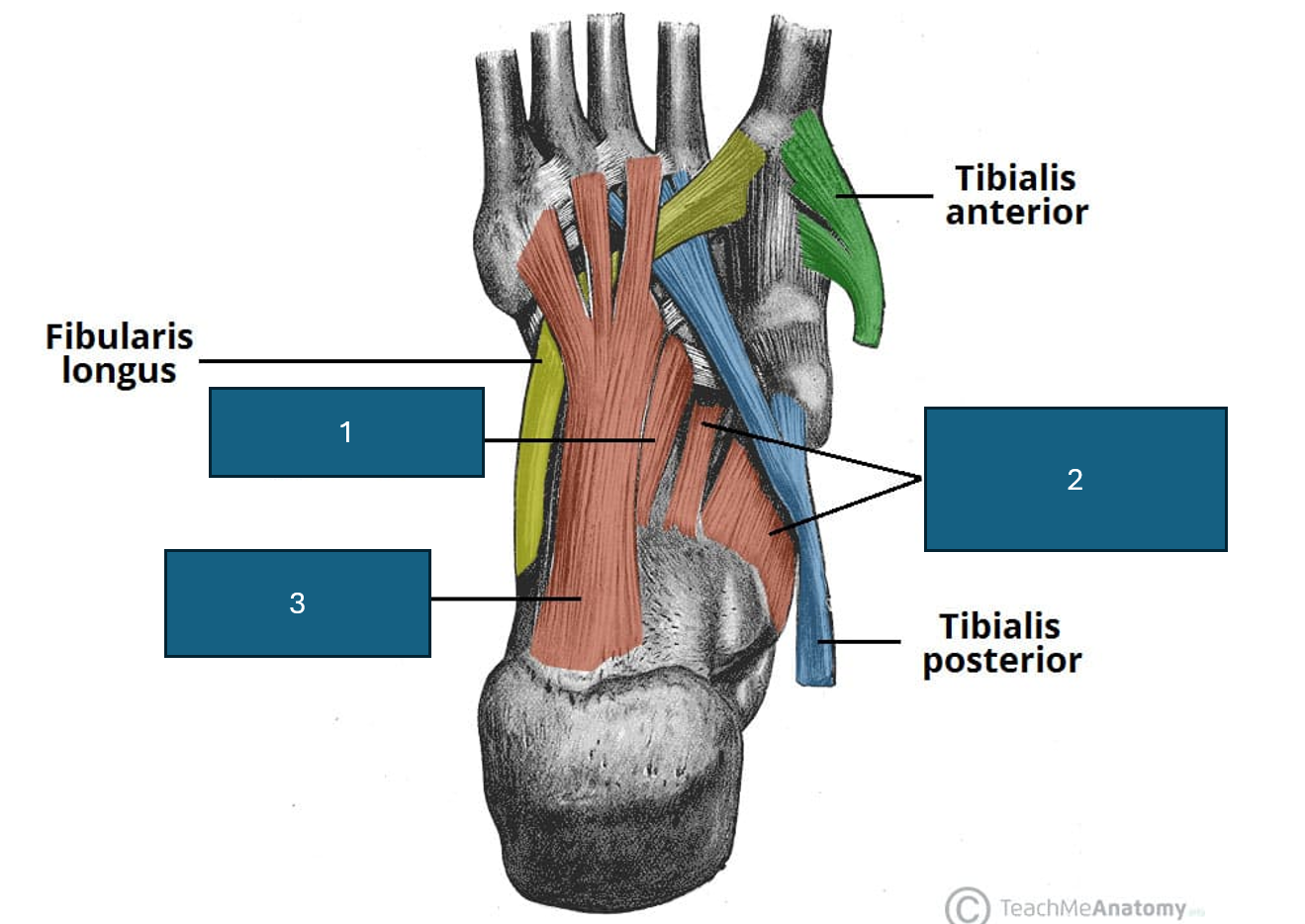 <p>3</p>
