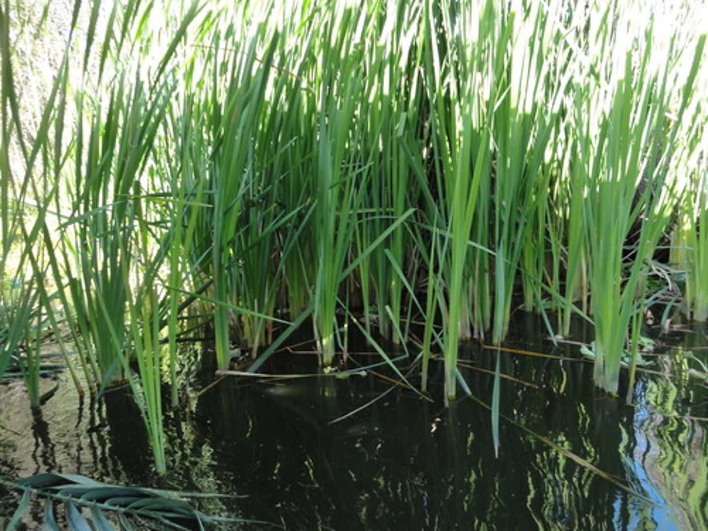 <p>System in which farmers dredged up muck from the lake to plots of land, allowing some cultivators to grow up to seven crops a year</p>