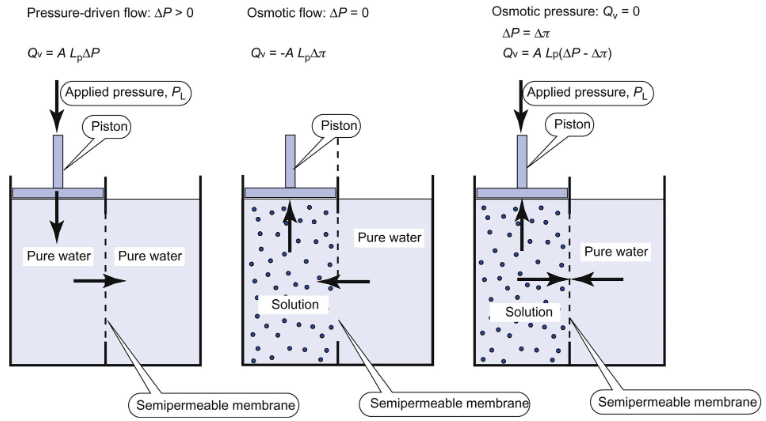 <p>Osmosis is the movement of fluid across a membrane in response to differing concentrations of solute on the two sides of the membrane. Osmotic pressure is the pressure necessary to stop osmotic flow across a barrier that is impermeable to the solute. Osmosis is only defined for semipermeable membranes, which are impermeable to solute but permeable to water.</p>