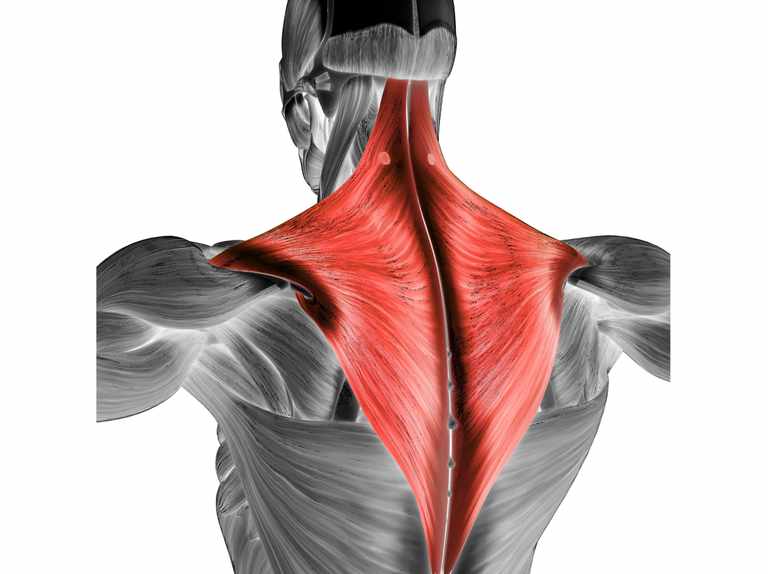 <p>Origin: Occipital bone, spinous process of vertebrae T1-T12 Insertion: Clavicle, acromion, and spine of scapula Action: Retracts scapula</p>