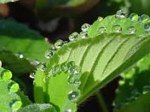 <p><span style="background-color: transparent;"><span>The loss of drops of xylem sap on the tips of leaves of some vascular plants (grasses, some fungi)</span></span></p>