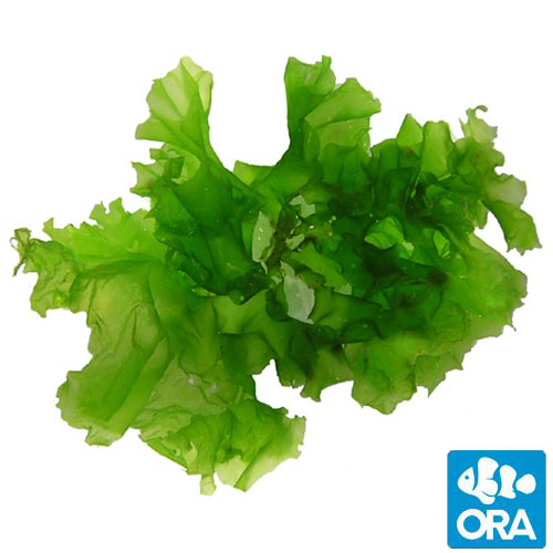 <p>Which protist is this?</p>