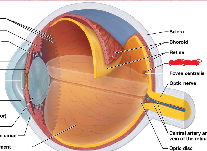 <p>Neural Layer (retina)<br>center of the retina, where photoreceptors are conctrated; appears as a yellow spot on retina</p>