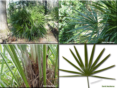 needle palm
Arecaceae
Native range: native to FL, GA, Carolinas, Mississippi
Habitat: river bluffs, flood plains, ravine slopes. Hydric -> mesic sites. Often found in sandy soils. 
Persistence: Evergreen
~Slow growing monocot.
Height: typically 1 ft, can grow up to 5ft. 
No trunk. Base composed of old leaves and fibers.
Leaves: Simple palmate. 16-20 segments per leaf. 3-4 teeth on apex of each segment, giving it a jagged appearance. Base is truncate. Parallel venation. Upper surface is dark green and glabrous. Lower surface is silvery green and pubescent. Petiole is smooth and unarmed. 
Fruit: brown to reddish purple 
Used in horticulture.
Tol: low drought, some cold